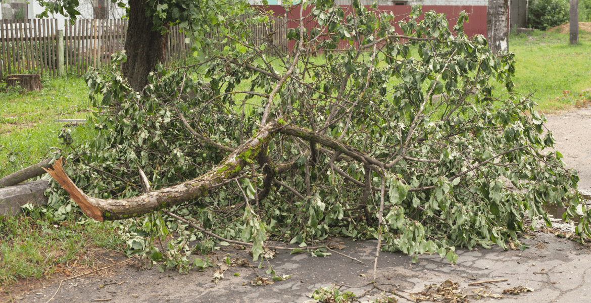 LC Tree Services